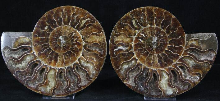 Cut/Polished Ammonite Pair - Agatized #37269